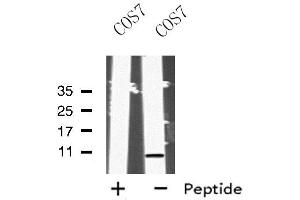 Western blot analysis of MRPL33 using COS7 whole cell lysates (MRPL33 抗体)