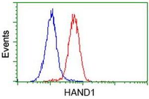Flow cytometric Analysis of Hela cells, using anti-HAND1 antibody (ABIN2454416), (Red), compared to a nonspecific negative control antibody, (Blue). (HAND1 抗体)
