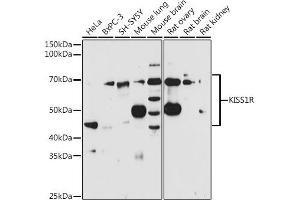Western blot analysis of extracts of various cell lines, using KISS1R antibody (ABIN3017091, ABIN3017092, ABIN3017093 and ABIN6219946) at 1:1000 dilution. (KISS1R 抗体)