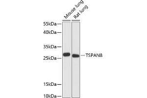 Western blot analysis of extracts of various cell lines, using TSP antibody (ABIN6128850, ABIN6149643, ABIN6149645 and ABIN6217202) at 1:3000 dilution. (Tspan-8 抗体  (AA 110-200))