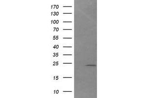 Image no. 1 for anti-DAN Domain Family, Member 5 (DAND5) (AA 23-189) antibody (ABIN1491236) (DAND5 抗体  (AA 23-189))