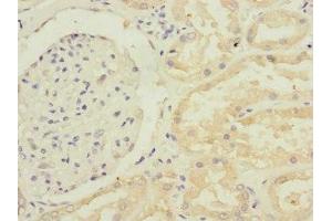Immunohistochemistry of paraffin-embedded human kidney tissue using ABIN7168218 at dilution of 1:100 (GFM2 抗体  (AA 520-779))