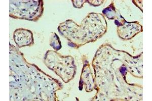 Immunohistochemistry of paraffin-embedded human placenta tissue using ABIN7160251 at dilution of 1:100 (SMAD9 抗体  (AA 1-300))