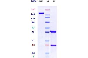 Anti-GPA33 Reference Antibody (KRN330) on SDS-PAGE under reducing (R) condition.
