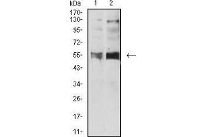 Serotonin Receptor 3B 抗体  (AA 23-150)