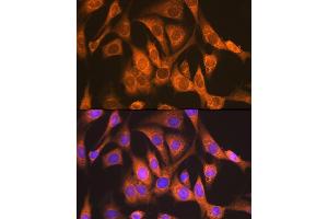 Immunofluorescence analysis of NIH-3T3 cells using NDUFS4 Rabbit mAb (ABIN7268821) at dilution of 1:100 (40x lens). (NDUFS4 抗体)