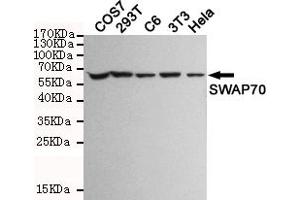 Western blot detection of SW in COS7,293T,C6,3T3 and Hela cell lysates and using SW mouse mAb (1:1000 diluted). (SWAP70 抗体)