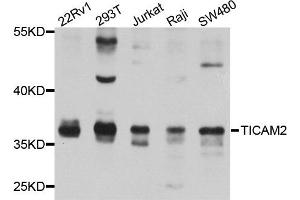 Western blot analysis of extract of various cells, using TICAM2 antibody. (TICAM2 抗体)