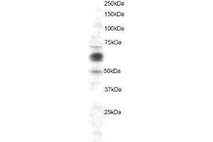 ABIN2561965 staining (1µg/ml) of HeLa lysate (RIPA buffer, 30µg total protein per lane). (COX1 抗体  (C-Term))