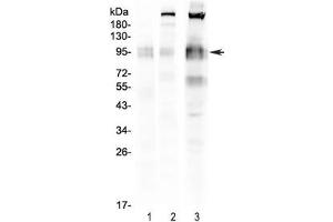 Western blot testing of 1) rat spleen, 2) mouse spleen and 3) mouse RAW lysate with CD68 antibody. (CD68 抗体  (AA 312-326))