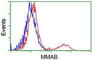 HEK293T cells transfected with either RC204290 overexpress plasmid (Red) or empty vector control plasmid (Blue) were immunostained by anti-MMAB antibody (ABIN2454036), and then analyzed by flow cytometry. (MMAB 抗体)