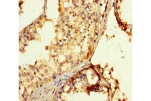 Immunohistochemistry of paraffin-embedded human testis tissue using ABIN7152285 at dilution of 1:100 (EXOSC3 抗体  (AA 2-275))