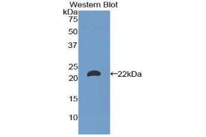 Western Blotting (WB) image for anti-Laminin, alpha 1 (LAMA1) (AA 2640-2773) antibody (ABIN1173228) (Laminin alpha 1 抗体  (AA 2640-2773))
