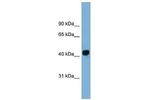 KIAA1704 antibody used at 1 ug/ml to detect target protein. (GPALPP1 抗体  (Middle Region))