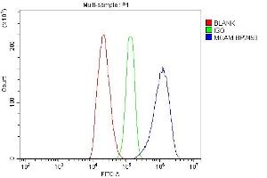 Flow Cytometry analysis of C6 cells using anti-MCAM antibody (ABIN7601026). (MCAM 抗体  (AA 27-621))