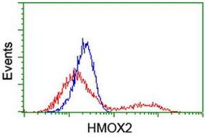 Flow Cytometry (FACS) image for anti-Heme Oxygenase (Decycling) 2 (HMOX2) antibody (ABIN1498687) (HMOX2 抗体)