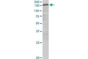 CUX2 monoclonal antibody (M03), clone 2H8. (CUX2 抗体  (AA 121-220))