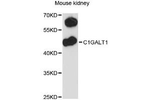 Western blot analysis of extracts of mouse kidney, using C1GALT1 antibody (ABIN6292368) at 1:3000 dilution. (C1GALT1 抗体)