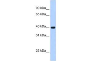 Western Blotting (WB) image for anti-Zinc Finger Protein 187 (ZNF187) antibody (ABIN2463836) (ZNF187 抗体)