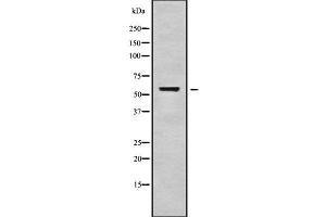 Western blot analysis of VEZF1 using NIH-3T3 whole cell lysates