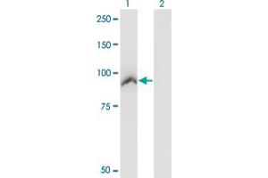 Western Blot analysis of ACAP2 expression in transfected 293T cell line by ACAP2 monoclonal antibody (M01), clone 4G3.