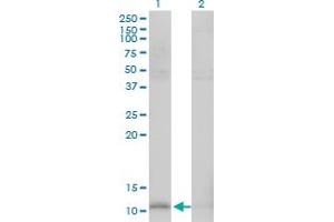 Western Blot analysis of HSPE1 expression in transfected 293T cell line by HSPE1 monoclonal antibody (M01), clone 4C11-B11. (HSPE1 抗体  (AA 1-102))