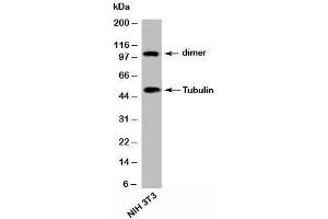 Western blot testing of mouse samples with beta Tubulin antibody at 2ug/ml.