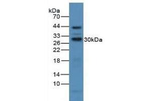 Western blot analysis of Mouse Liver Tissue. (CD25 抗体  (AA 22-213))