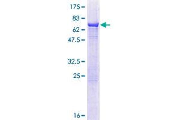 ZNHIT2 Protein (AA 1-403) (GST tag)