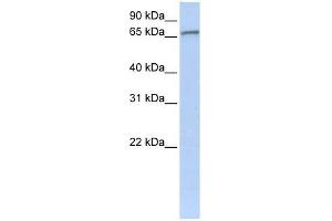 ZNF41 antibody used at 0. (ZNF41 抗体  (C-Term))