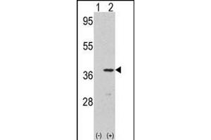 Western blot analysis of CDK3(arrow) using rabbit polyclonal CDK3 Antibody (N-term Y19) . (CDK3 抗体  (N-Term))