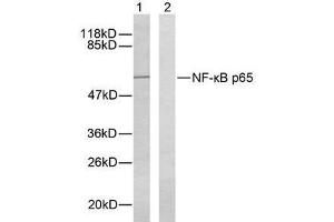 Western blot analysis of extracts from HeLa cells using NF-κB p65 ( Ab-276) antibody (E021011). (NF-kB p65 抗体)