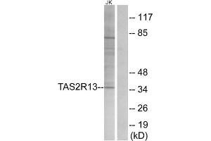 Western blot analysis of extracts from Jurkat cells, using TAS2R13 antibody. (TAS2R13 抗体  (Internal Region))