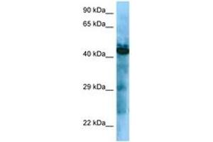 Image no. 1 for anti-Growth Hormone Secretagogue Receptor (GHSR) (AA 237-286) antibody (ABIN6748308) (GHSR 抗体  (AA 237-286))
