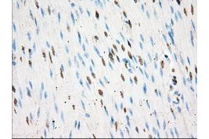 Image no. 1 for anti-Basigin (Ok Blood Group) (BSG) antibody (ABIN1498013) (CD147 抗体)