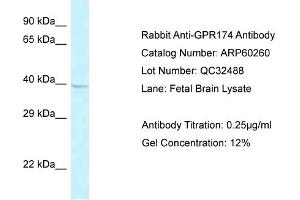 Western Blotting (WB) image for anti-G Protein-Coupled Receptor 174 (GPR174) (C-Term) antibody (ABIN2774282) (GPR174 抗体  (C-Term))
