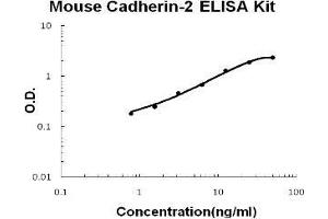 Mouse Cadherin-2/N-Cadherin PicoKine ELISA Kit standard curve (N-Cadherin ELISA 试剂盒)