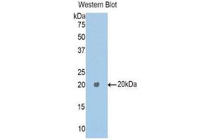 Western Blotting (WB) image for anti-Carboxypeptidase E (CPE) (AA 318-476) antibody (ABIN1176423) (CPE 抗体  (AA 318-476))