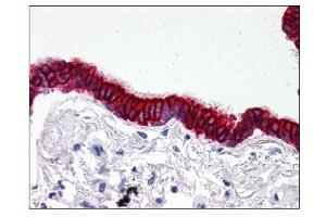 Image no. 1 for anti-SCO2 Cytochrome C Oxidase Assembly Protein (SCO2) (C-Term) antibody (ABIN303242) (SCO2 抗体  (C-Term))