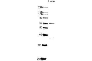 Western Blotting (WB) image for anti-Cell Division Cycle 6 Homolog (S. Cerevisiae) (CDC6) (AA 1-326) antibody (ABIN2451939) (CDC6 抗体  (AA 1-326))