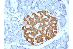 Formalin-fixed, paraffin-embedded Rat Pancreas stained with Insulin Mouse Monoclonal Antibody (IRDN/794). (Insulin 抗体)