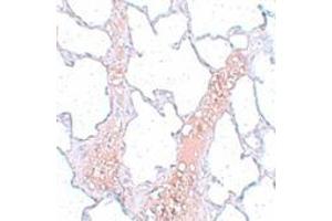 Immunohistochemistry (IHC) image for anti-Receptor Accessory Protein 2 (REEP2) (Middle Region) antibody (ABIN1031057) (REEP2 抗体  (Middle Region))