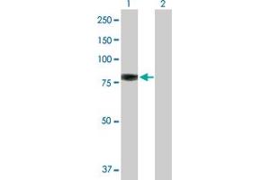 Western Blot analysis of EZR expression in transfected 293T cell line by EZR MaxPab polyclonal antibody. (Ezrin 抗体  (AA 1-586))