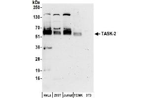 anti-Potassium Channel, Subfamily K, Member 5 (KCNK5) (AA 459-499) antibody