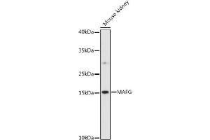 Western blot analysis of extracts of various cell lines, using MAFG antibody (ABIN7270895) at 1:1000 dilution. (Mafg 抗体  (AA 1-162))