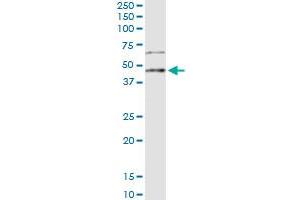 Immunoprecipitation of LEFTY2 transfected lysate using anti-LEFTY2 MaxPab rabbit polyclonal antibody and Protein A Magnetic Bead , and immunoblotted with LEFTY2 purified MaxPab mouse polyclonal antibody (B01P) . (LEFTY2 抗体  (AA 1-366))