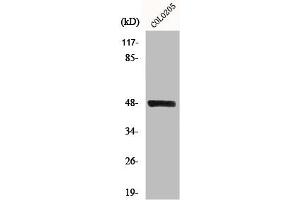 Western Blot analysis of COLO205 cells using MST-3 Polyclonal Antibody (STK24 抗体  (C-Term))