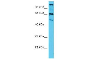 Western Blotting (WB) image for anti-Tubulin tyrosine Ligase-Like Family, Member 10 (TTLL10) (N-Term) antibody (ABIN2790879) (TTLL10 抗体  (N-Term))