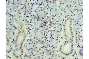 Immunohistochemistry of paraffin-embedded human pancreatic tissue using ABIN7175476 at dilution of 1:100 (VAMP3 抗体  (AA 1-80))
