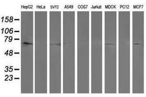 Image no. 2 for anti-Protein tyrosine Phosphatase, Non-Receptor Type 11 (PTPN11) antibody (ABIN1500499) (PTPN11 抗体)
